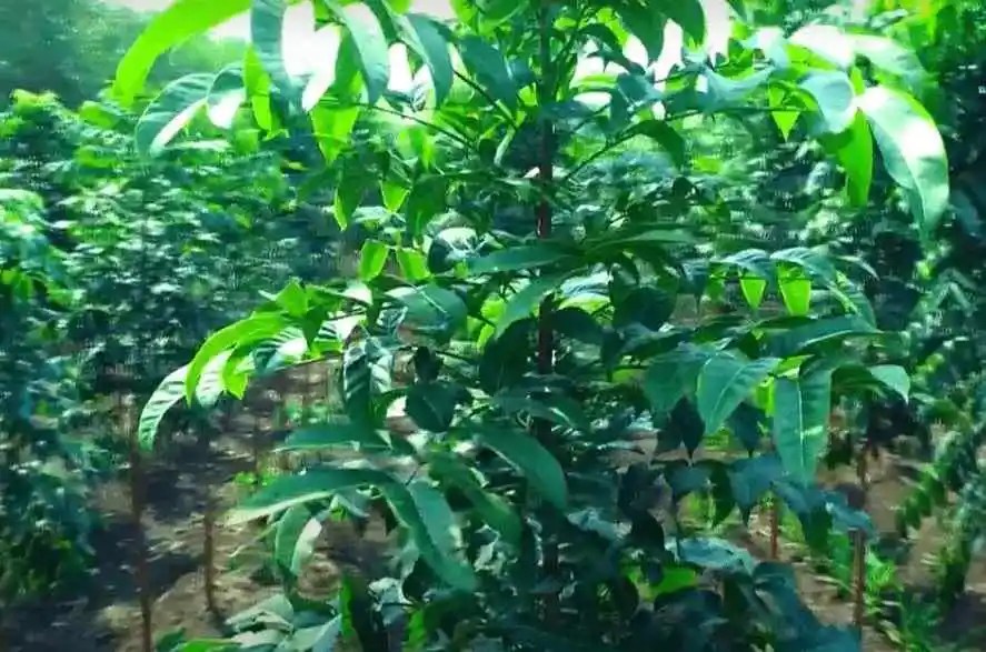 Mahogany Tree Plantation, Best Price, Uses,
