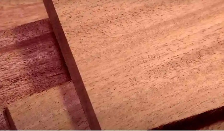 Mahogany Tree Plantation, Best Price, Uses,