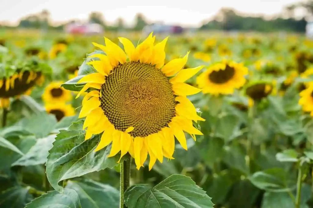 Sunflower Farming for Profit Tips & Strategies for Success