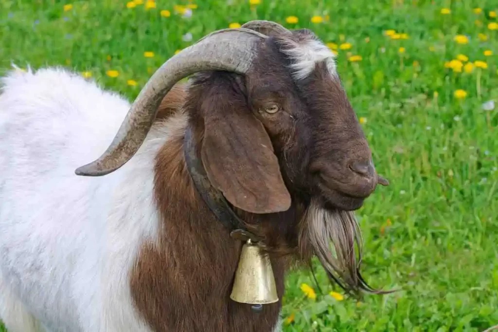 Damascus Goat , Advantages, Type of Breed, Damascus Goat Price