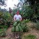 Plantas de guanábana gigantes
