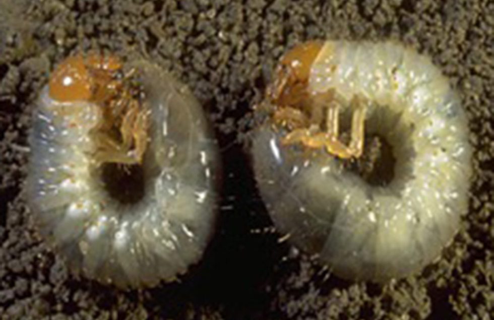 Japanese beetle in ornamentals Agricultural Biology