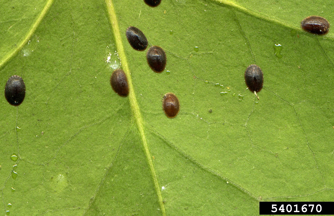 Brown soft scale Agricultural Biology