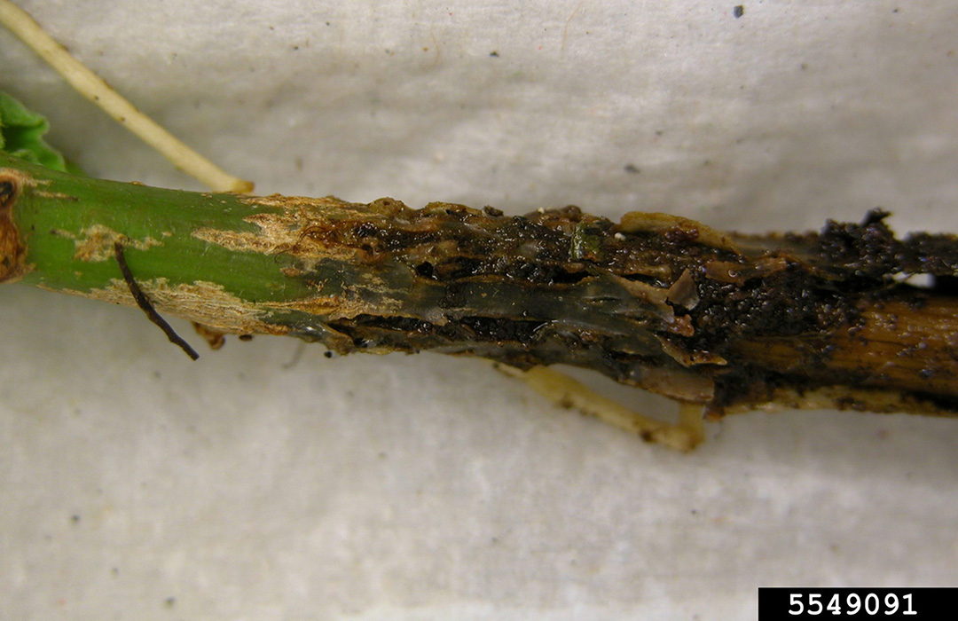 Fungus gnats Agricultural Biology