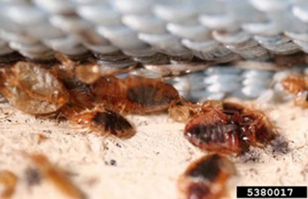 50 Unbelievable Facts About Bed Bugs Ultimate Guide 2023