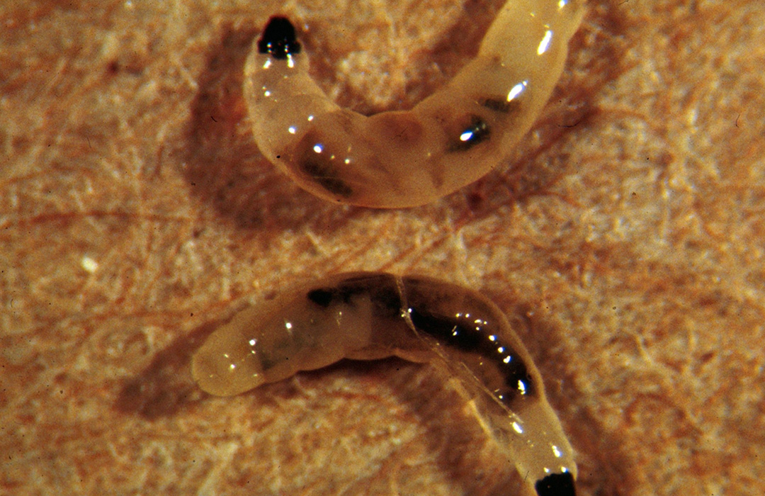 Fungus gnats Agricultural Biology