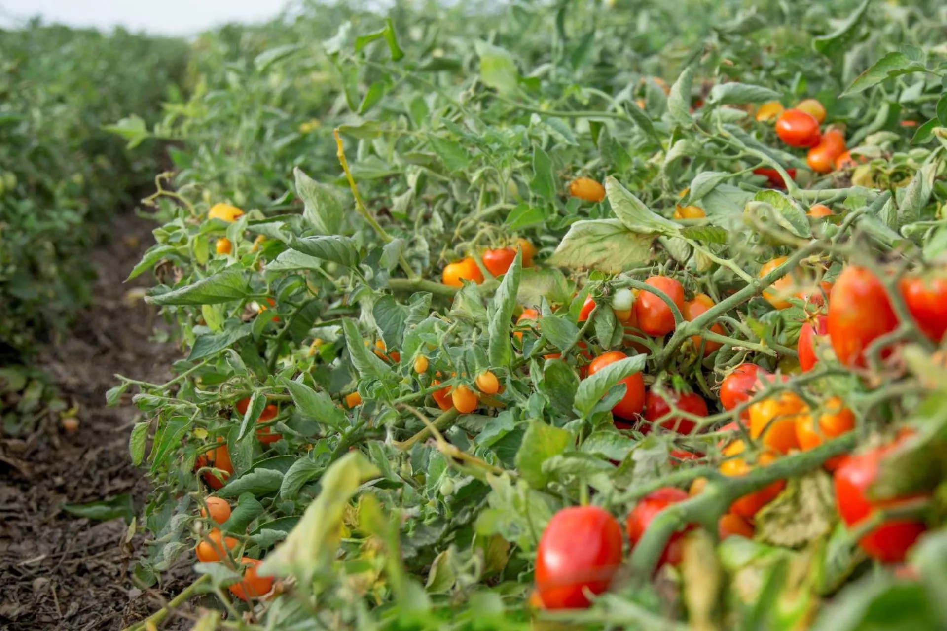 Processing Tomatoes Maximizing Yield and Quality Ag Solutions Network