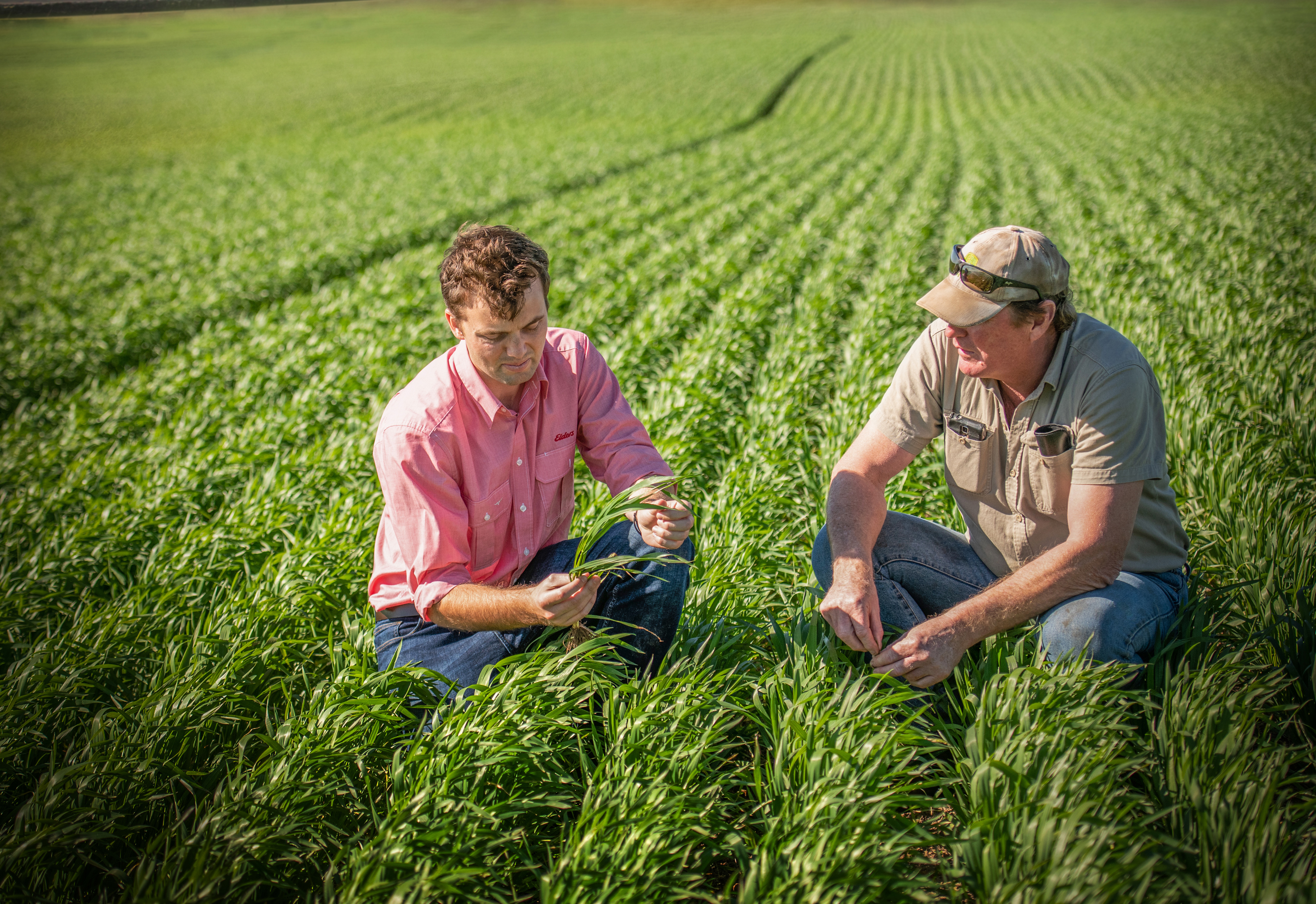 Case Study Elders Supporting growers with Technology Agworld