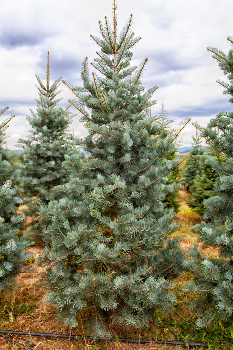 Why Should You Choose a Concolor Christmas Tree? Agway of Cape Cod