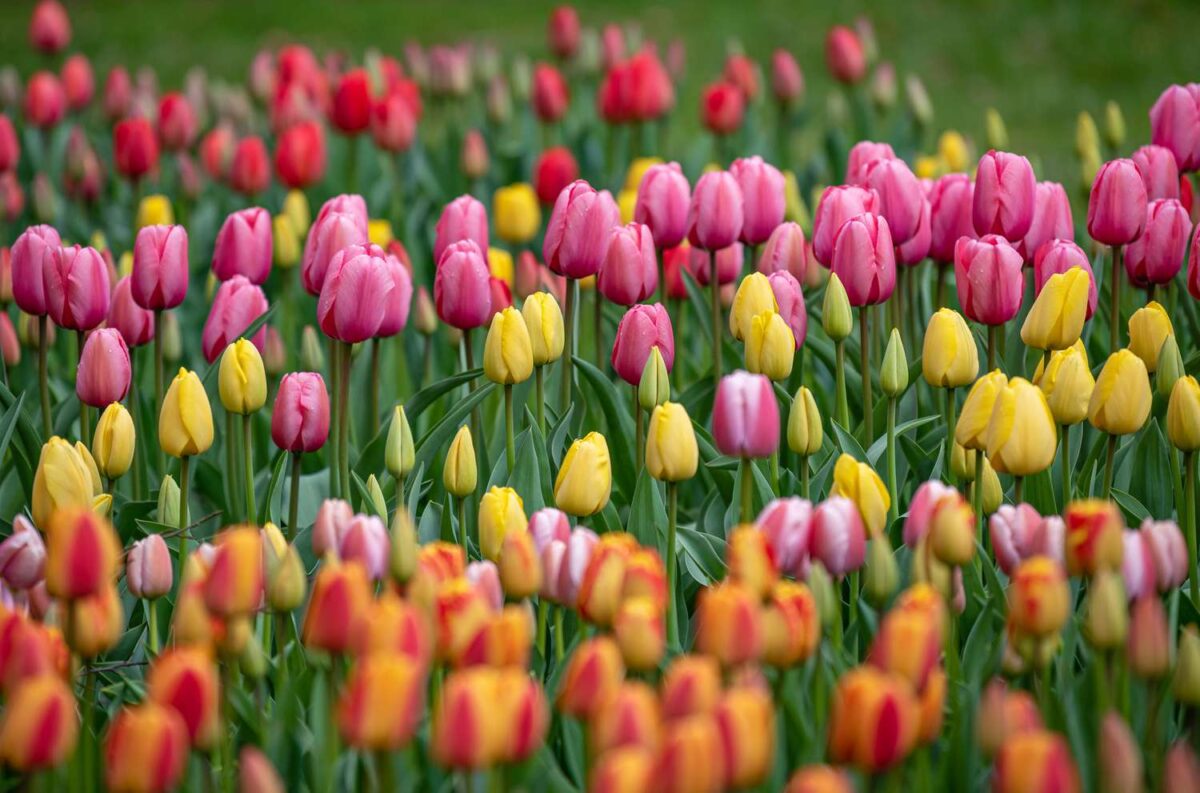 National Tulip Day May 13th Agway of Cape Cod