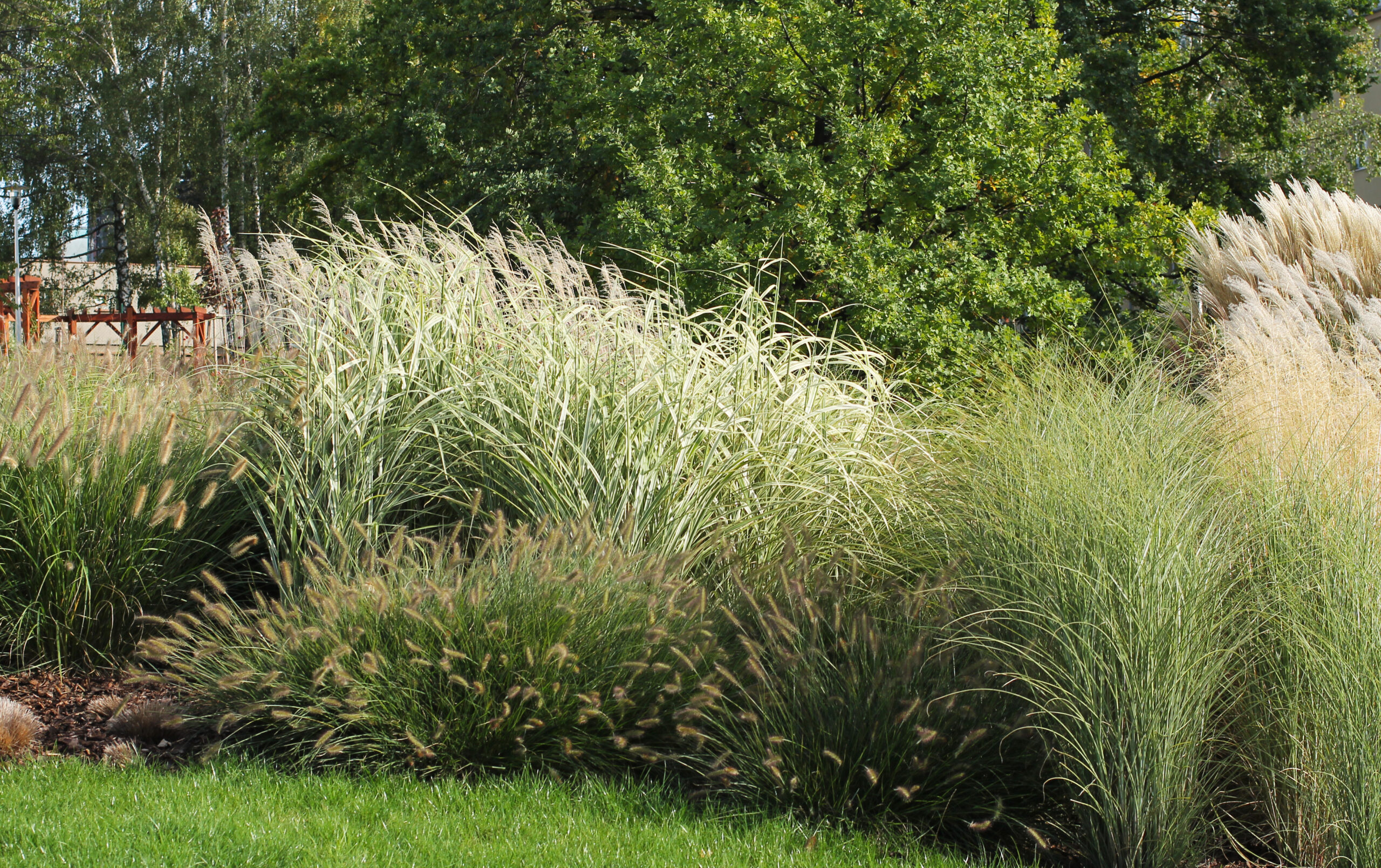 The ABC's of Ornamental Grasses Agway of Cape Cod
