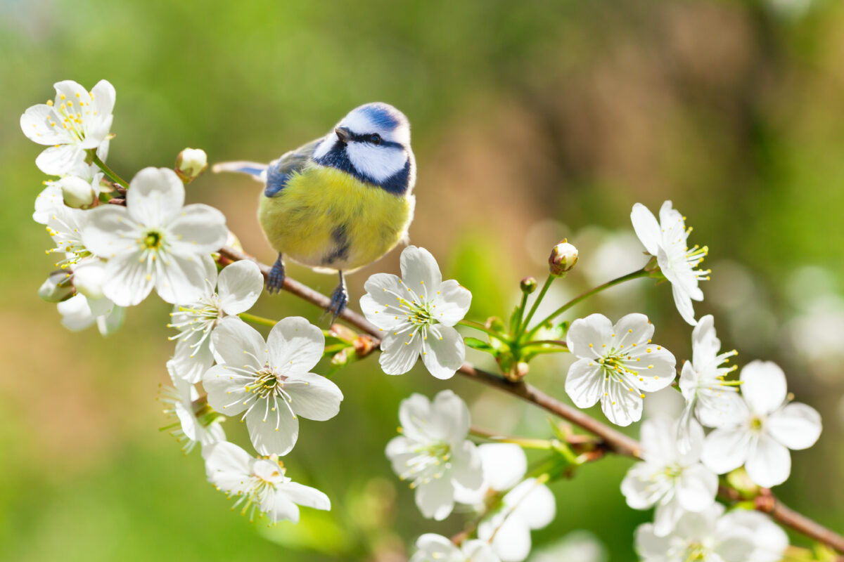 Birdhouses and Nesting Spring in the Northeast Agway of Cape Cod