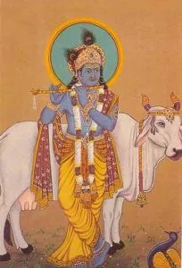 Indien Hartere Strafen Fur Totung Einer Kuh Ag Welt E V