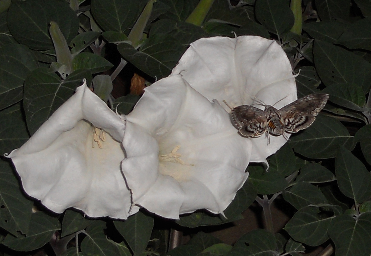The Moonflower and Hummingbird Moth AgWired