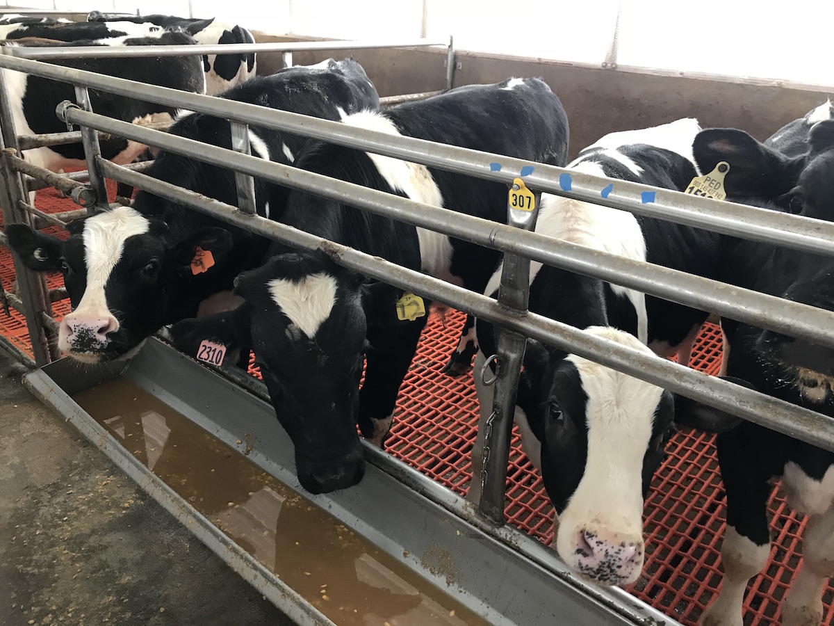 Veal Myths Busted AgWired