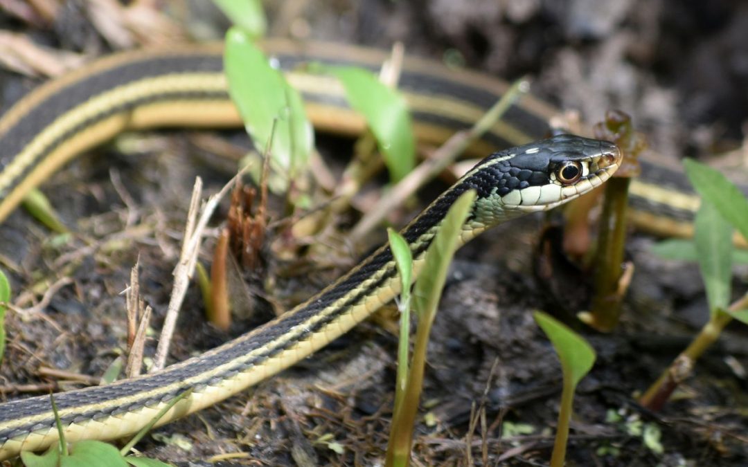 How to Get Rid of Snakes and Keep Them Away American
