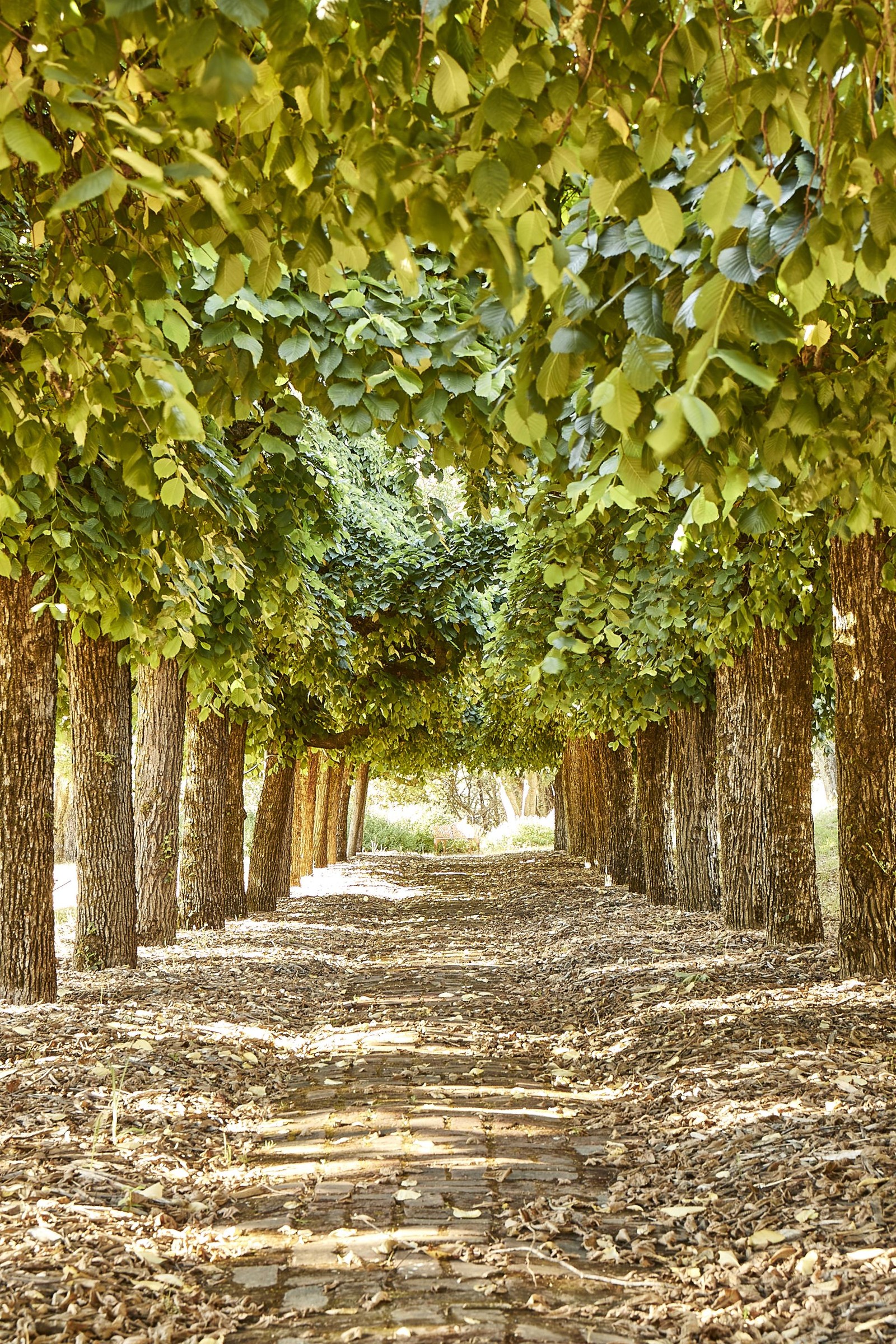 Astonishing Green Gables Estate, Woodside, California 120,000,000