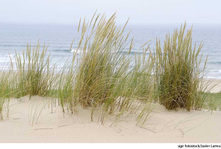 American Heritage Dictionary Entry beach grass