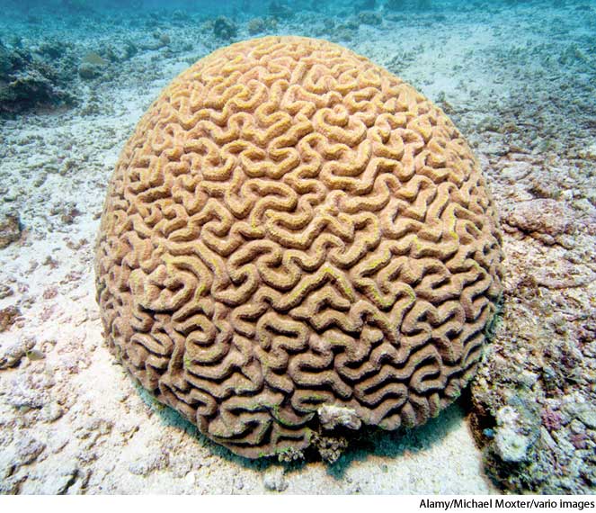 American Heritage Dictionary Entry coral