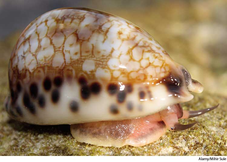 American Heritage Dictionary Entry cowrie