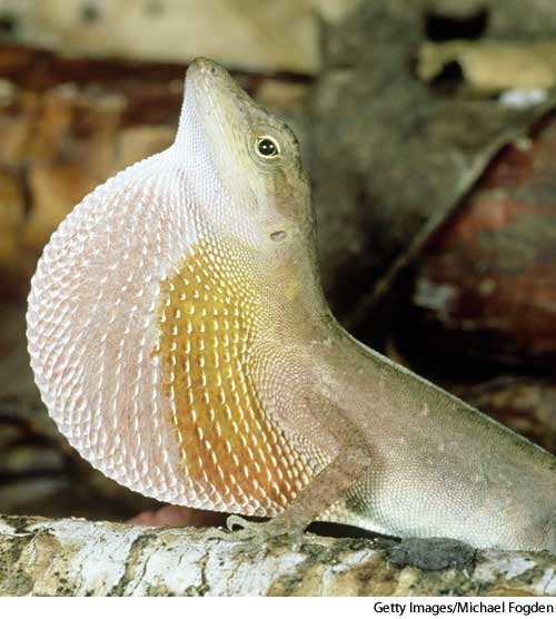 American Heritage Dictionary Entry dewlap