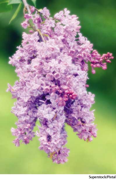 American Heritage Dictionary Entry: lilac