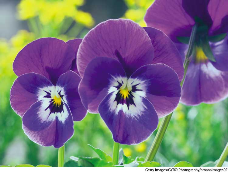American Heritage Dictionary Entry pansy
