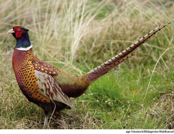 American Heritage Dictionary Entry pheasant