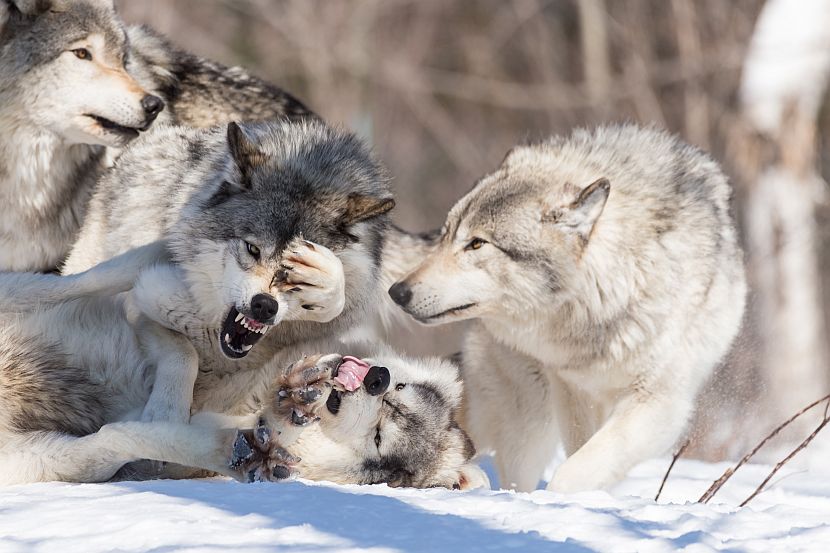 National Wolf Awareness Week The Great Projects