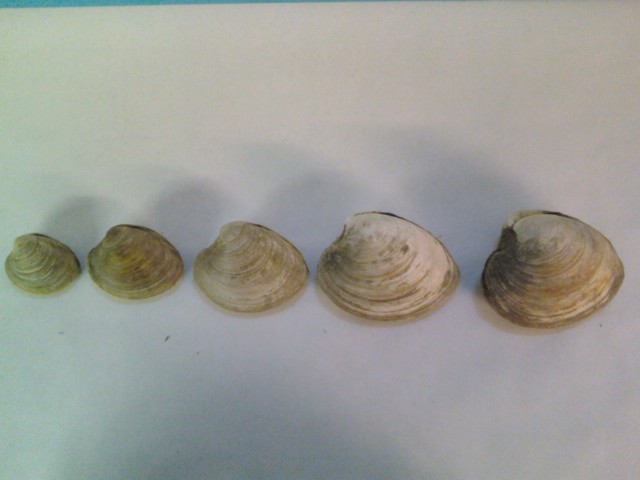 CLAMS