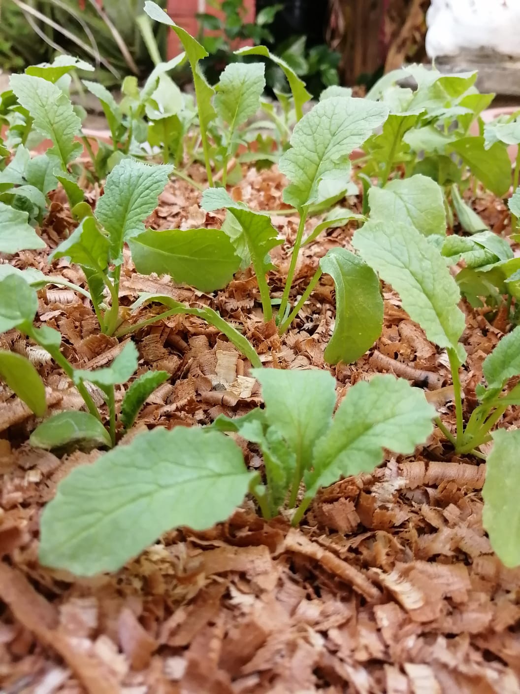 Should I Use Mulch in My Garden? Ah Grow