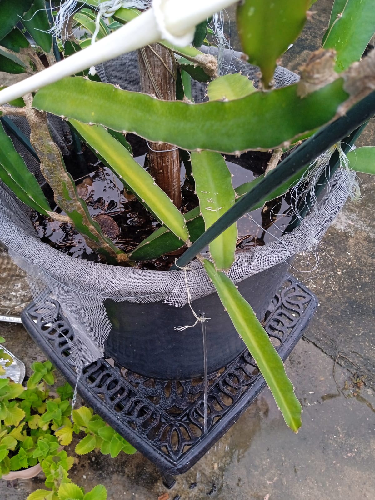 How to Tell If You Are Overwatering Your Plants Ah Grow