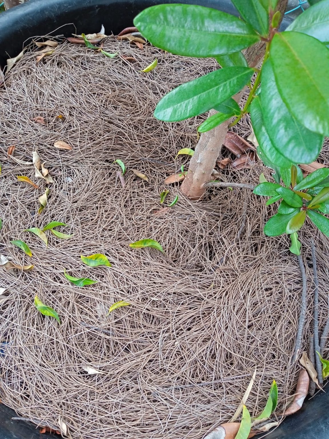 Should I Use Mulch in My Garden? Ah Grow