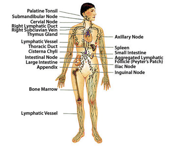 American Holistic Health Association