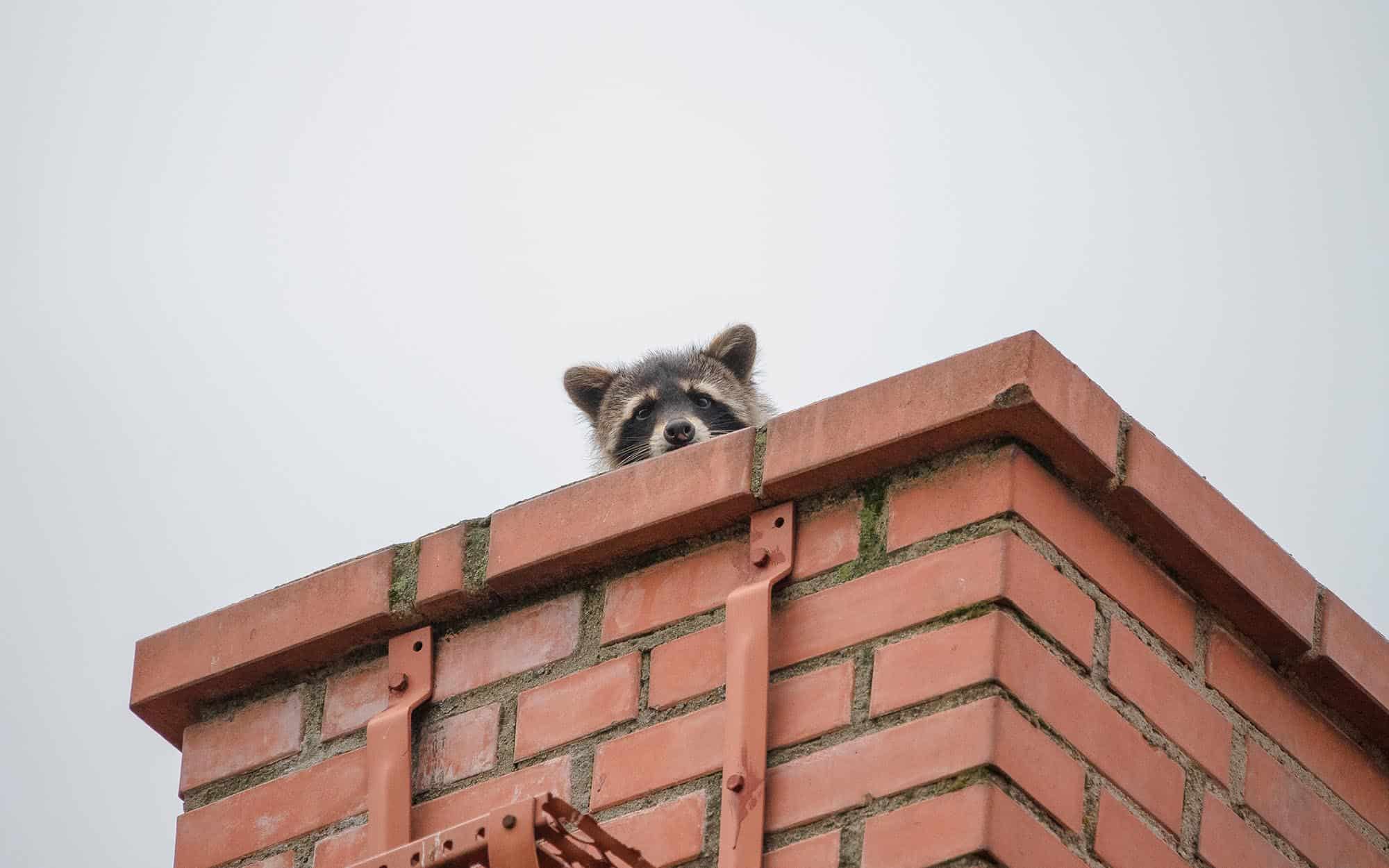 What to Do if You Have Animals in Your Chimney AHI