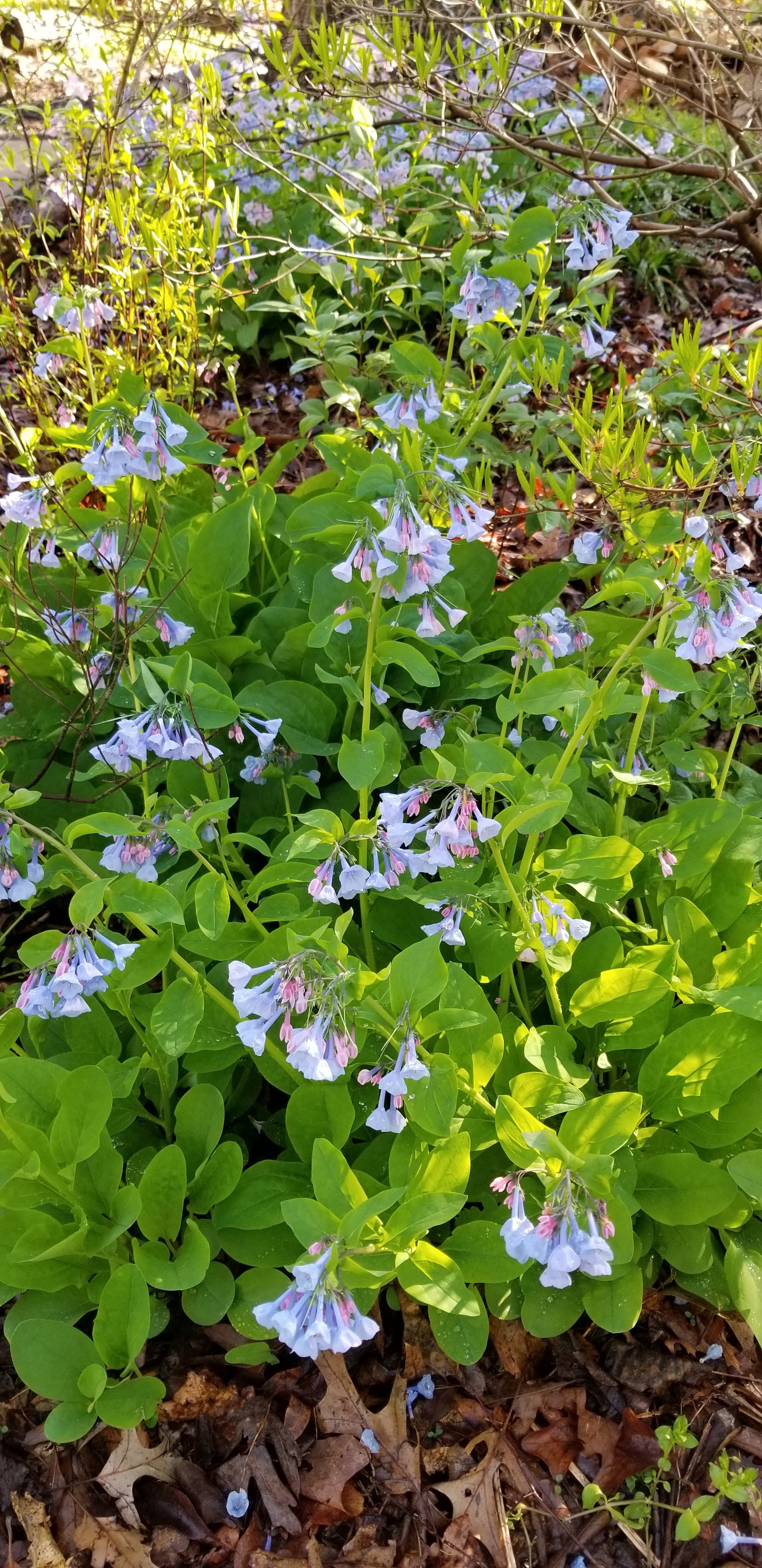 Spring is well under way Ahimsa Garden A Virginia Native Plant