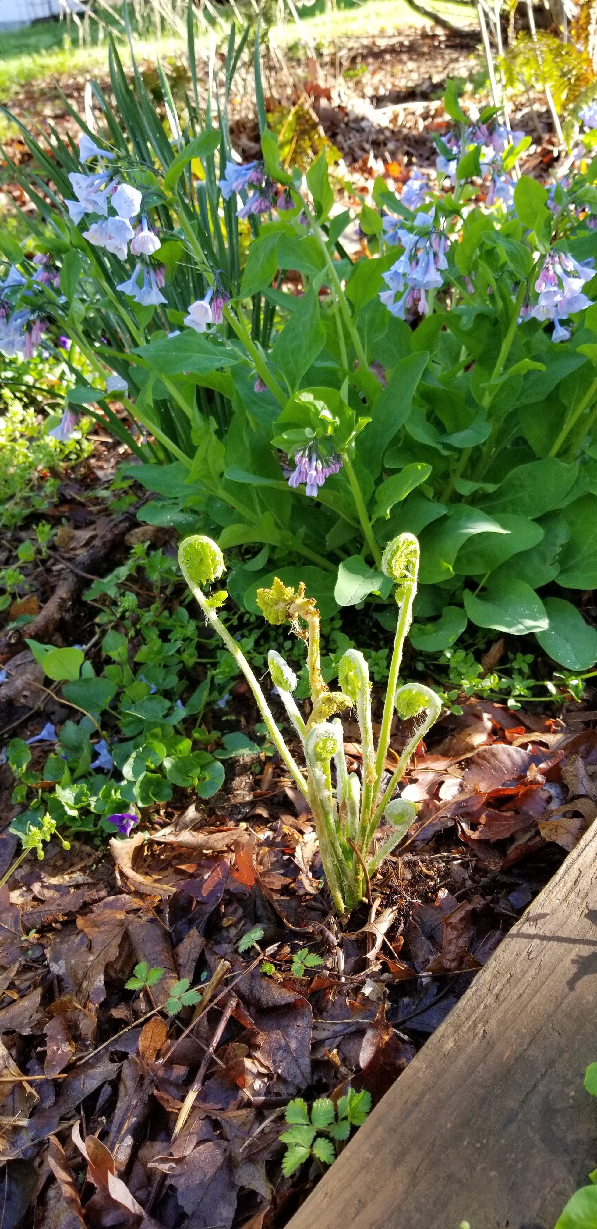 Spring is well under way Ahimsa Garden A Virginia Native Plant