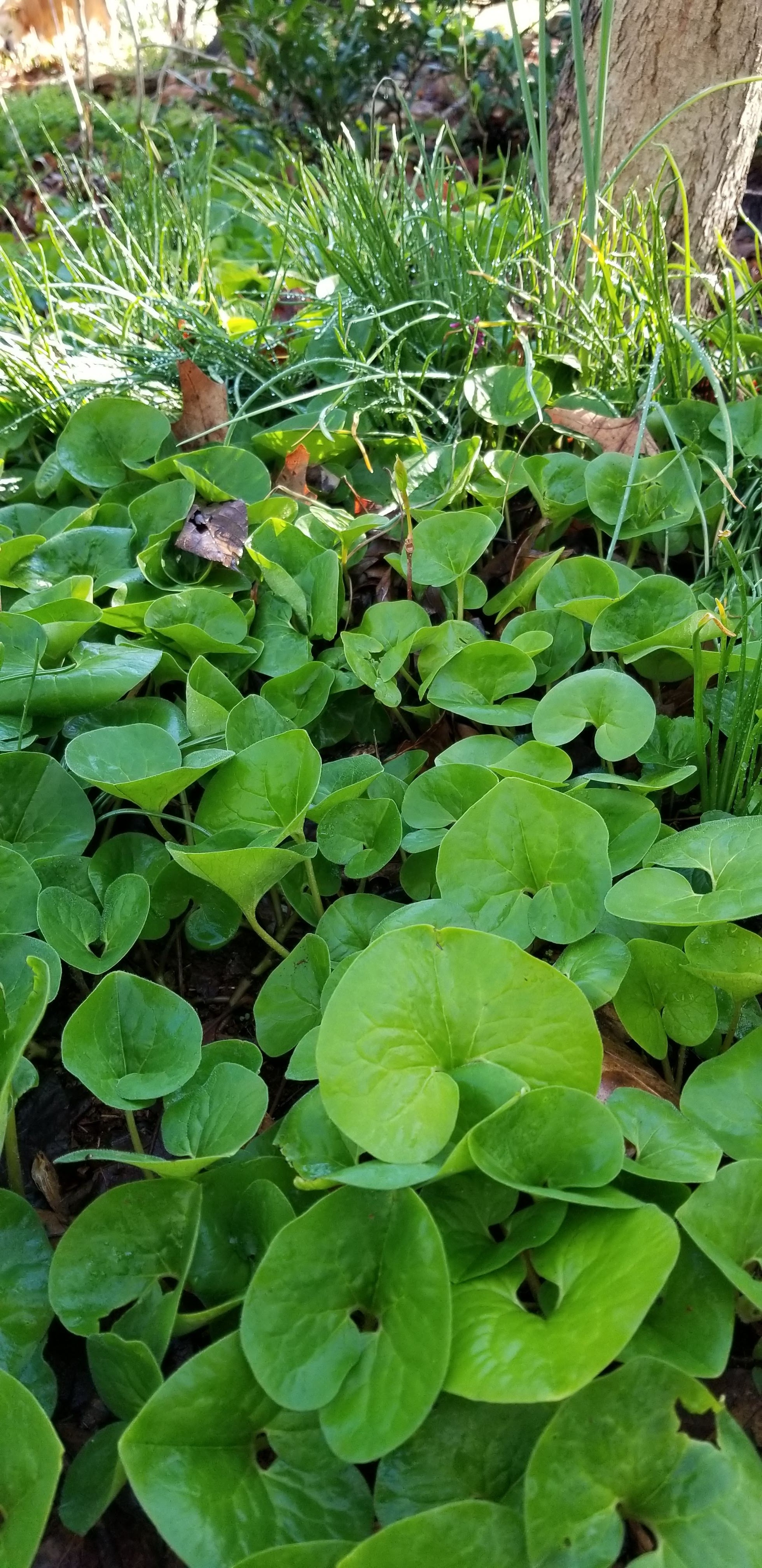 Spring is well under way Ahimsa Garden A Virginia Native Plant