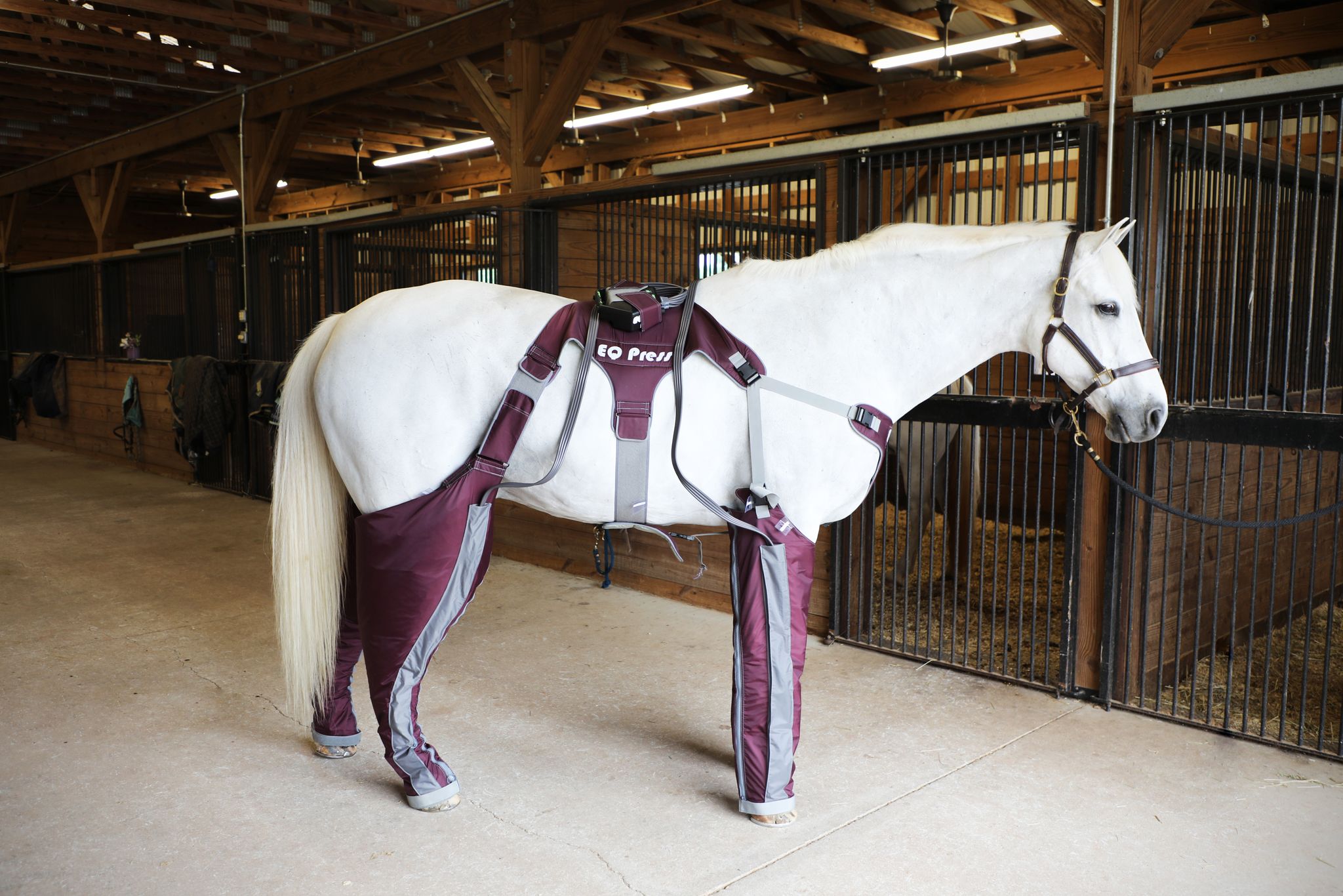 Stocked Up Legs and Solutions to Help Animal Health Innovations