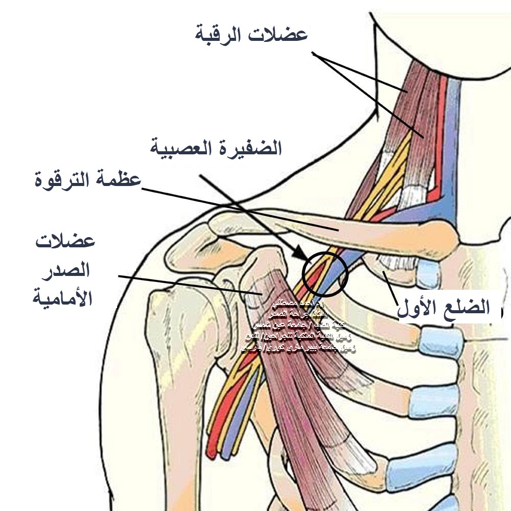 عظام القفص الصدري تؤلمني فما السبب وكيفية علاجها موقع زيادة