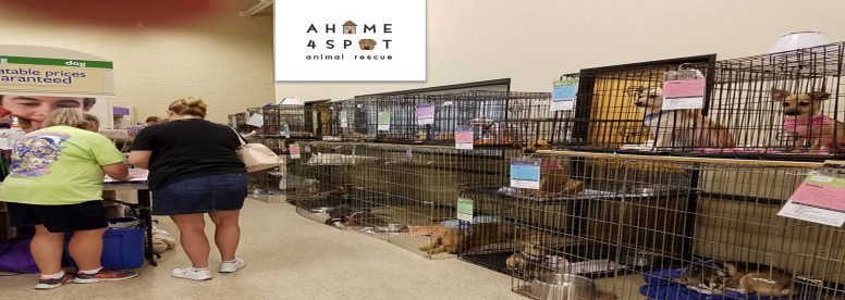 adoption_event_banner2 A Home 4 Spot Animal Rescue Las Vegas, NV