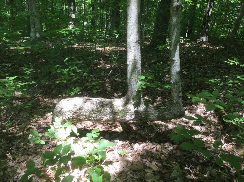 Archaeological description of the footprint tree (also known as the Indian marking tree).