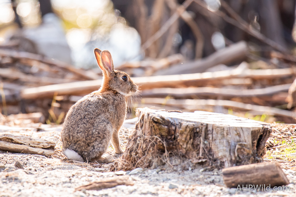 European Rabbit AHP Wild