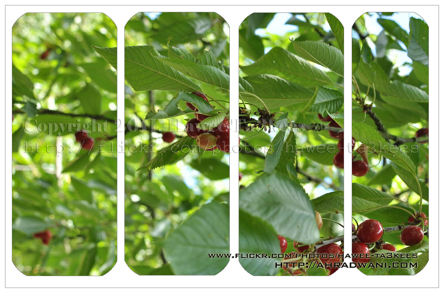 Photo Frame by Action..7 Ali's Photography Space...