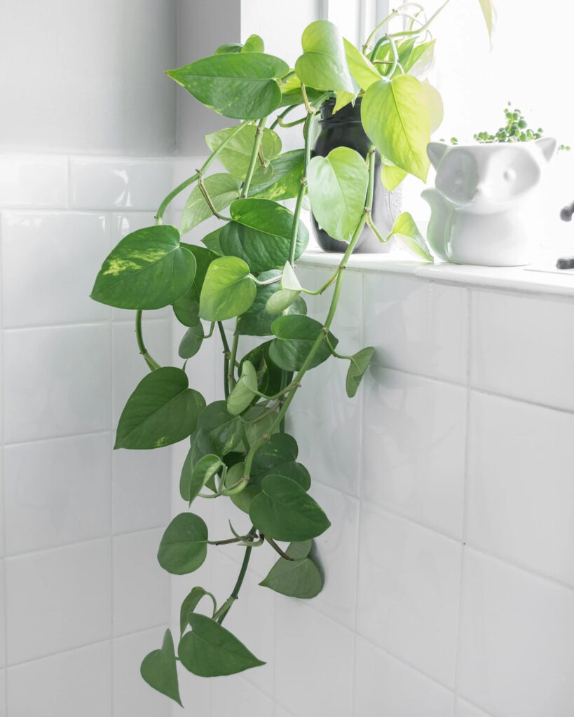 5 Best Plants for Your Bathroom Low Maintenance Plants