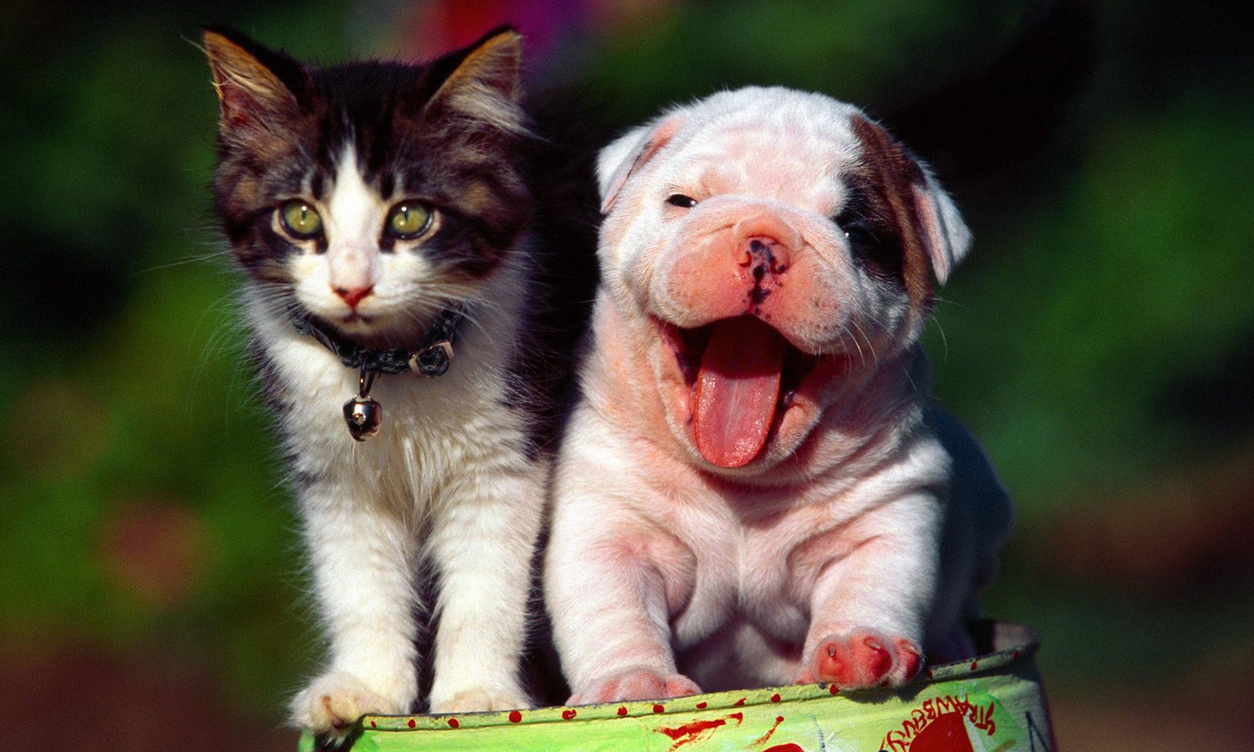 Animal Hospital of Rowlett Veterinary Clinic in Rowlett, Texas