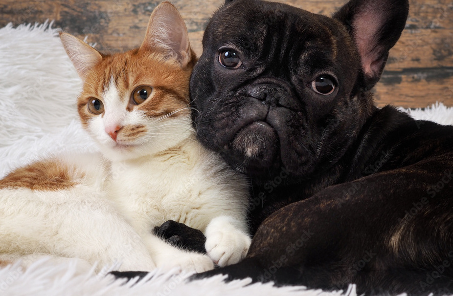 Animal Hospital of Rowlett Veterinary Clinic in Rowlett, Texas