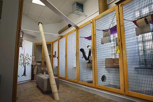 Cat Boarding and Feline Suites Rowlett, Rockwall Texas