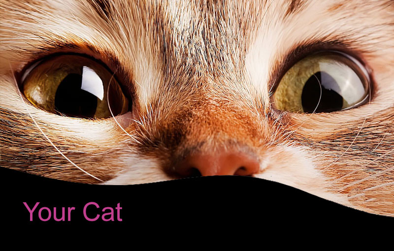 Animal Hospital of Rowlett Veterinary Clinic in Rowlett, Texas Cat