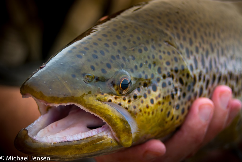 Classic inspiration from New Zealand low light and large trout